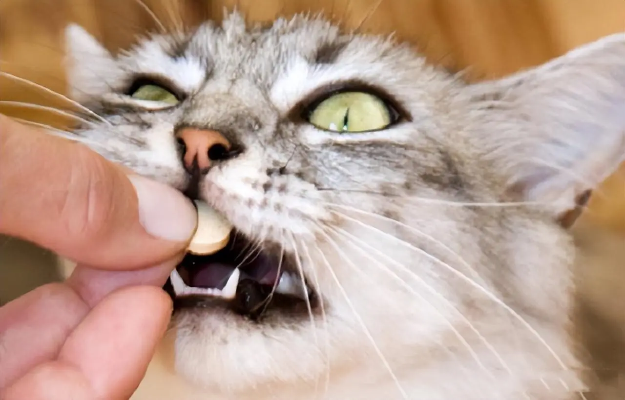 猫咪常见的轻微疾病，只要备好这七种药物