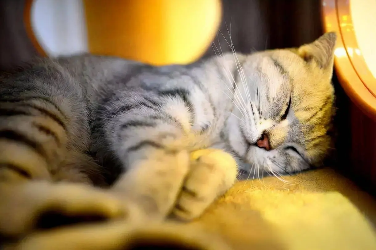 科普时刻：猫会梦游吗？猫会做梦吗？