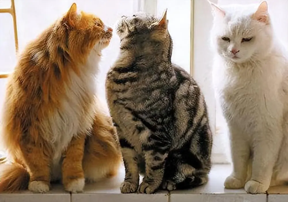 探究猫咪交配的过程：公猫和母猫是如何交配的？