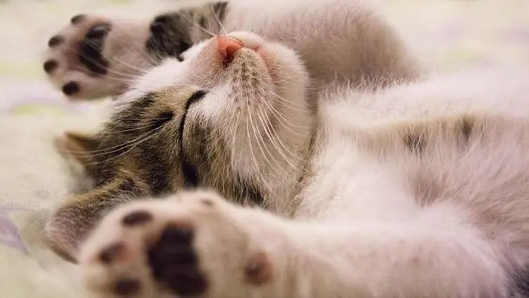 科普时刻：猫会梦游吗？猫会做梦吗？