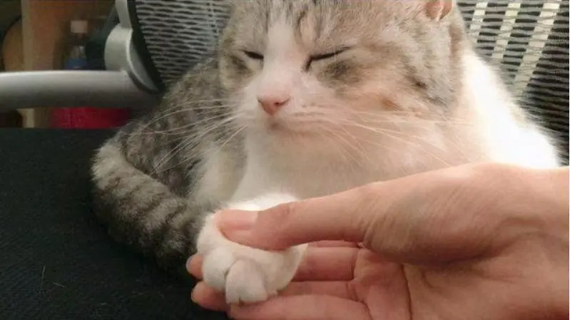 猫咪的爪子又软又可爱，当主人摸猫咪爪子，它是这样认为的
