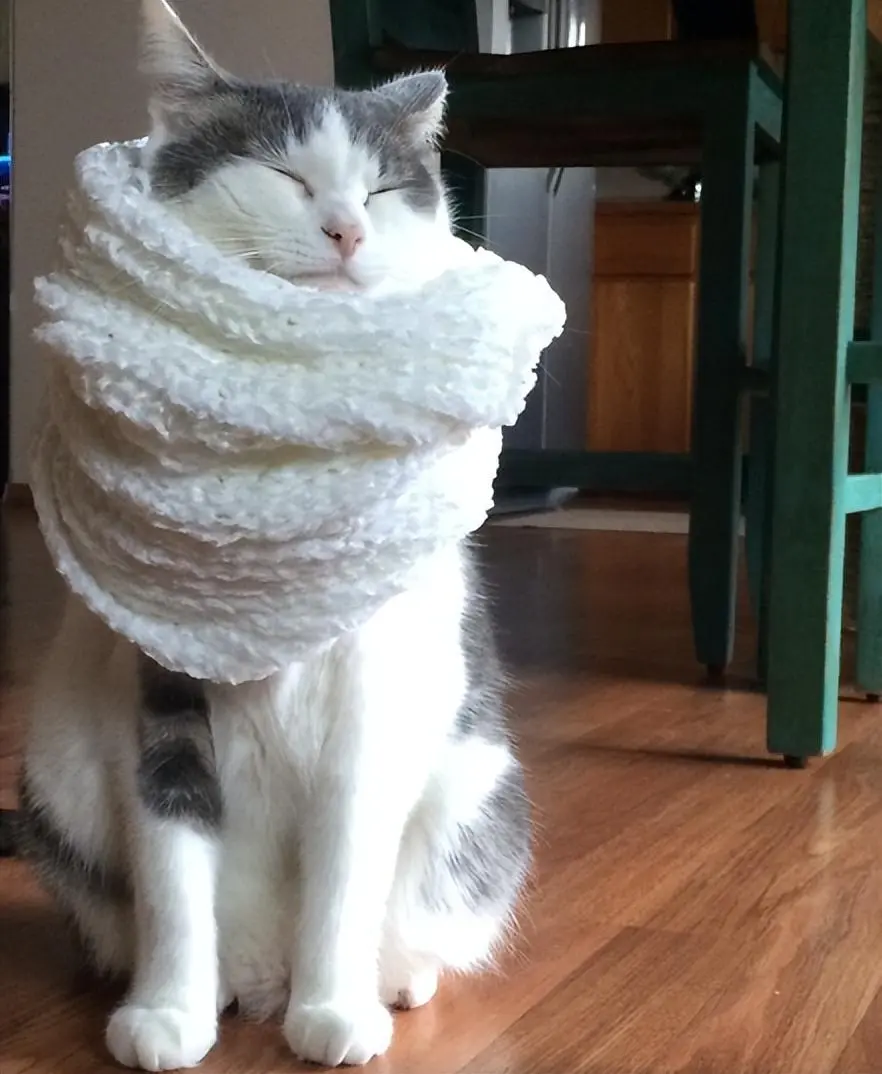 猫咪“感冒”的征兆：要注意预防感冒，不要让它生病