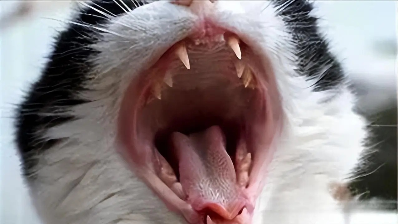 猫咪会长蛀牙吗？需不需要牙齿护理？