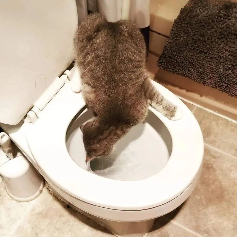 为何猫咪喜欢“偷看你上厕所”？其实背后有这些含义