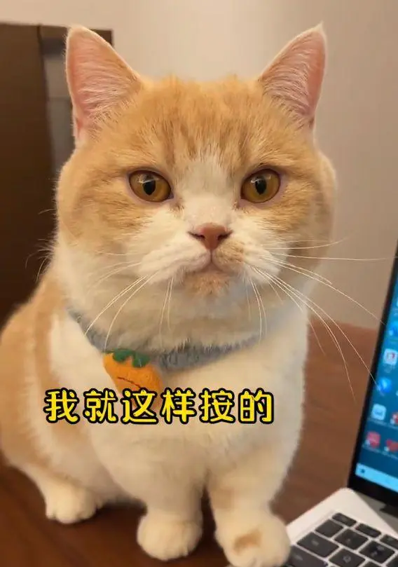 猫咪趁主人去上厕所，在键盘上踩出一些字，直接给主人给整失业了