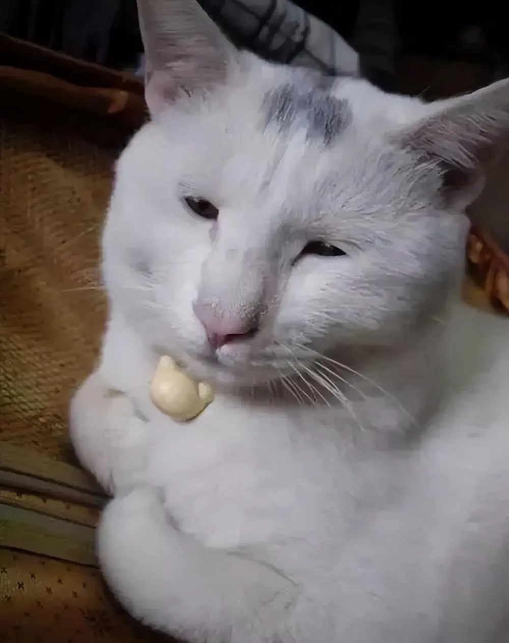 猫能“丑”到什么程度？猫咪的丑绝对是没有下限的！