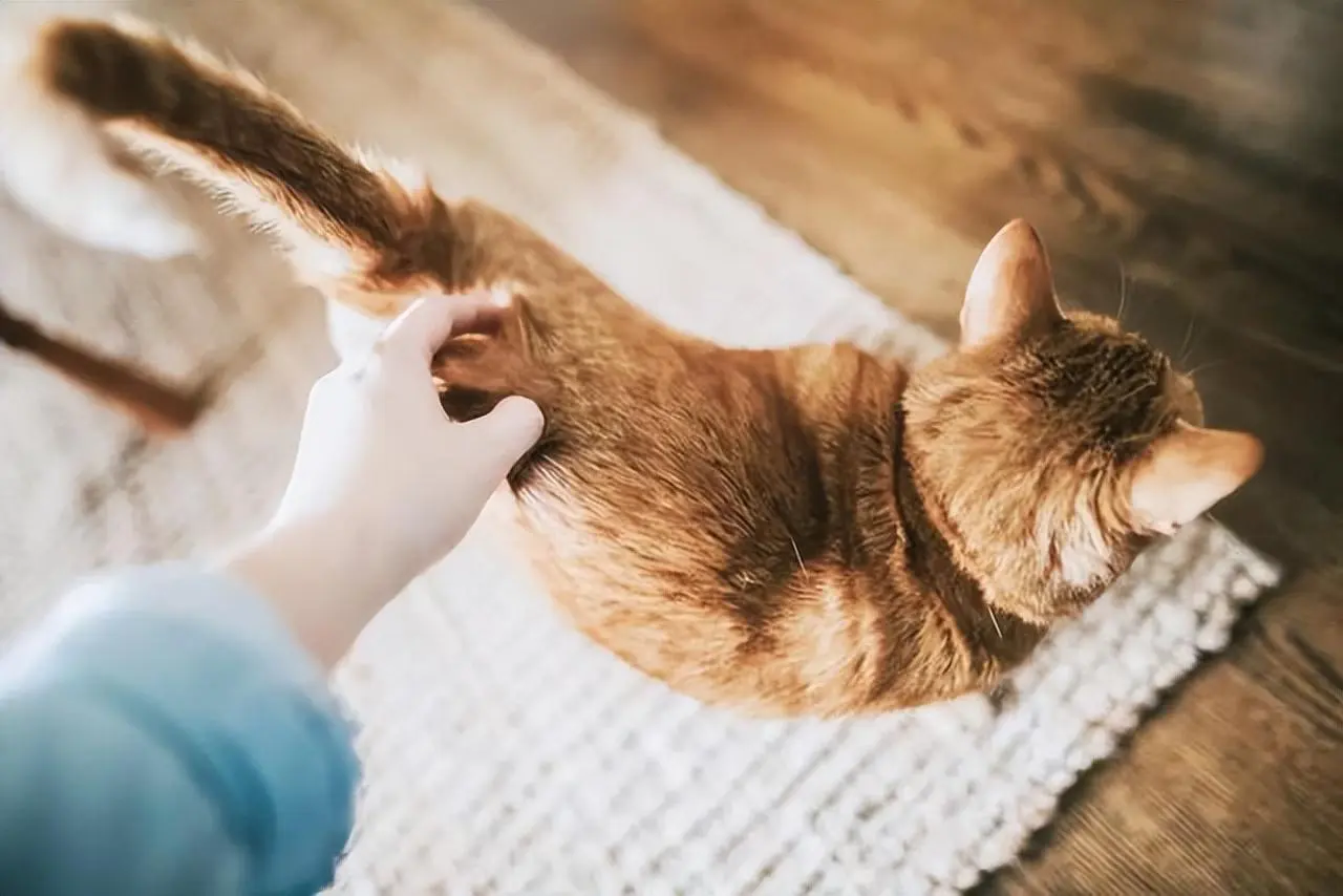 每次抚摸猫咪的后半身，猫咪都会微微翘起屁股。有这几点原因