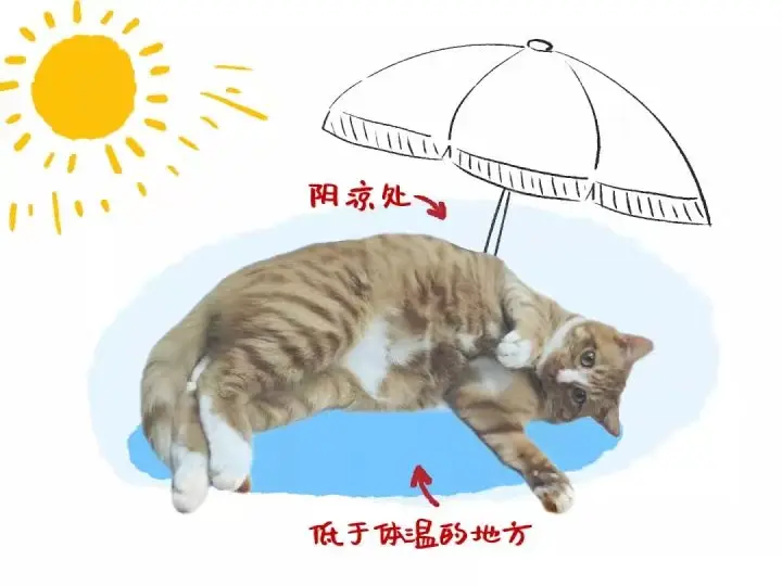 炎热夏天，英短猫是这么怕热，该如何帮他消暑呢？