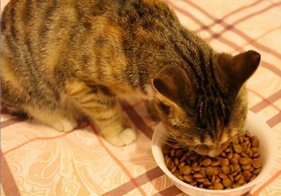 猫粮的选什么类型的好？如何选择好的猫粮？