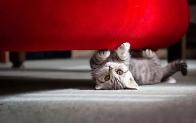 如何阻止猫咪抓挠破坏家具：以下4种如何阻止的办法送给你