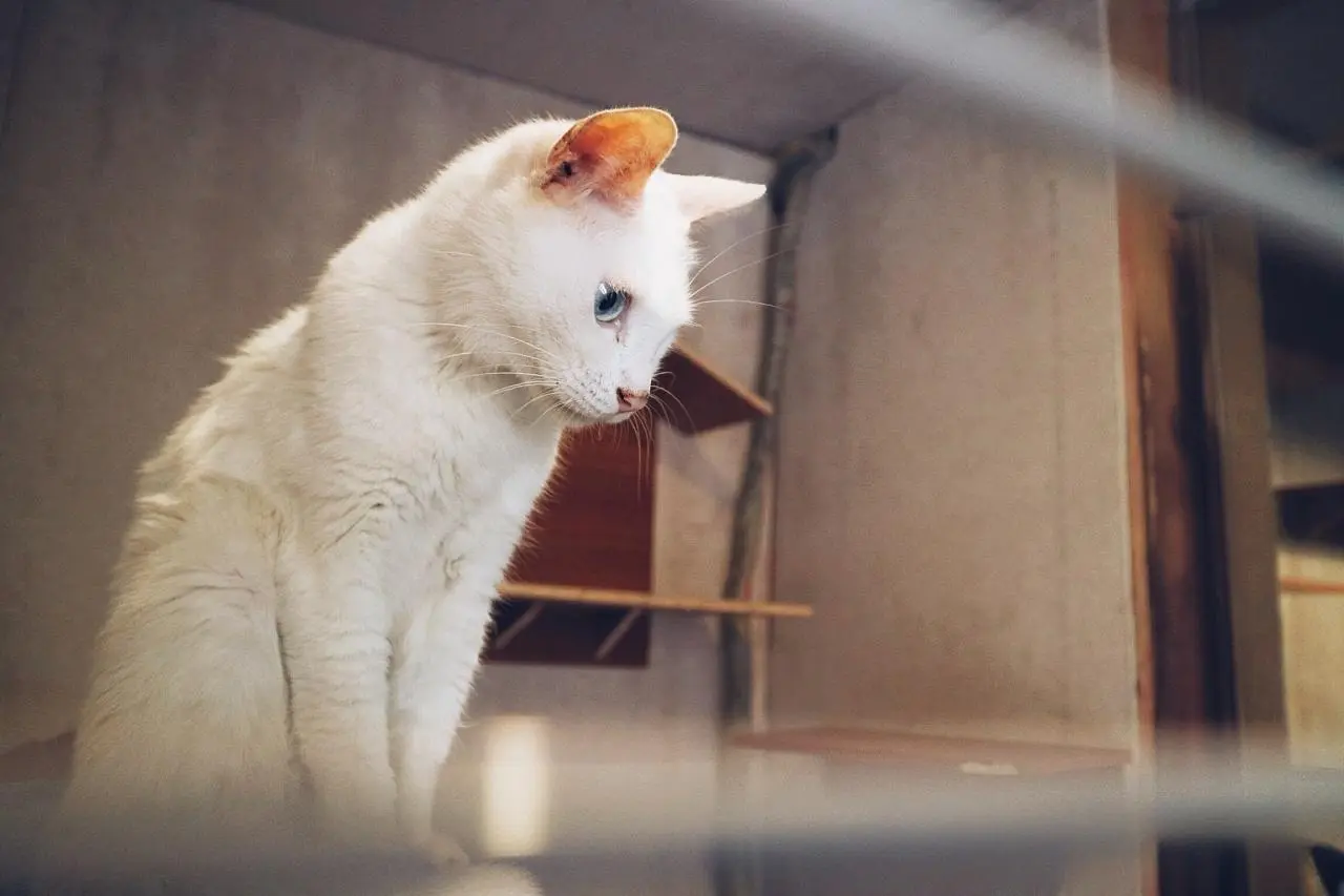科学养猫指南：猫能吃鸡胸肉吗？