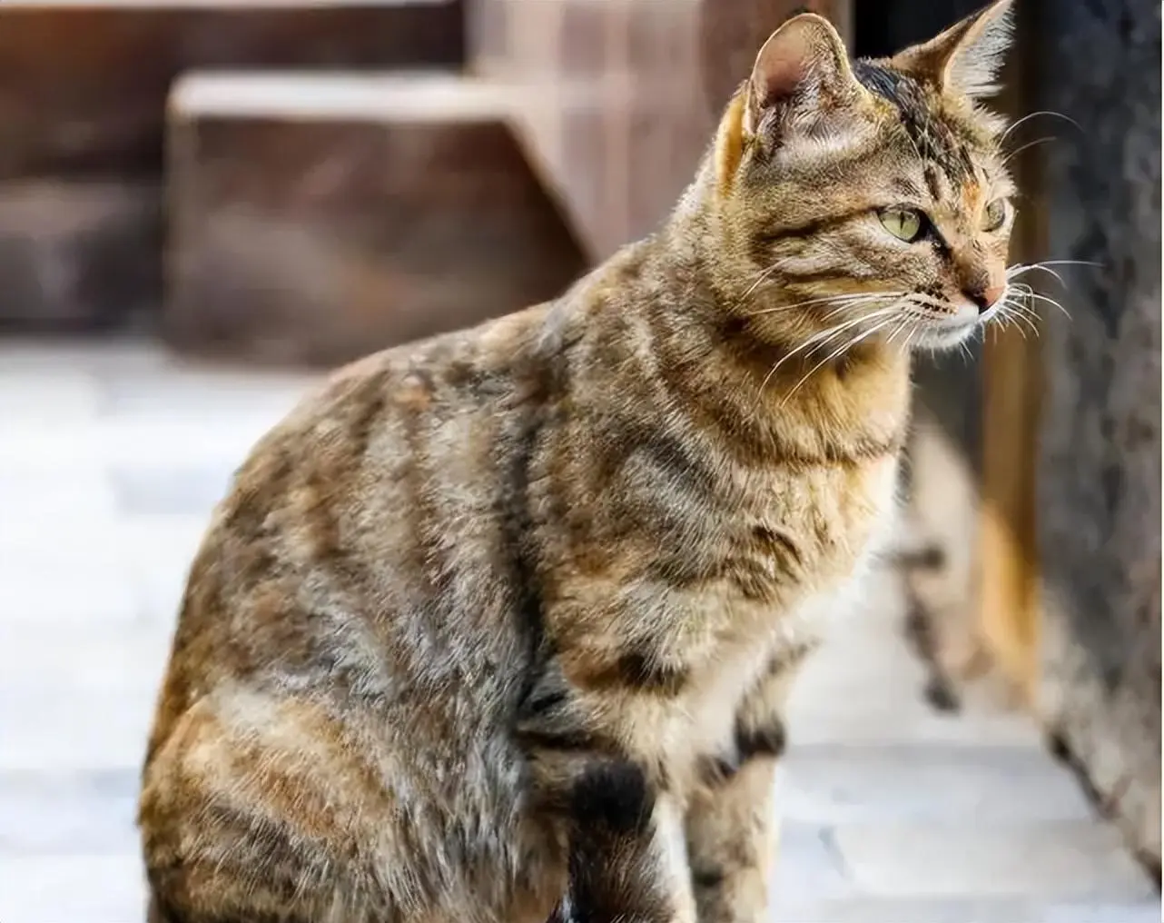 6种生命“顽强”的猫，不用靠主人，它也能在外面生存下来！