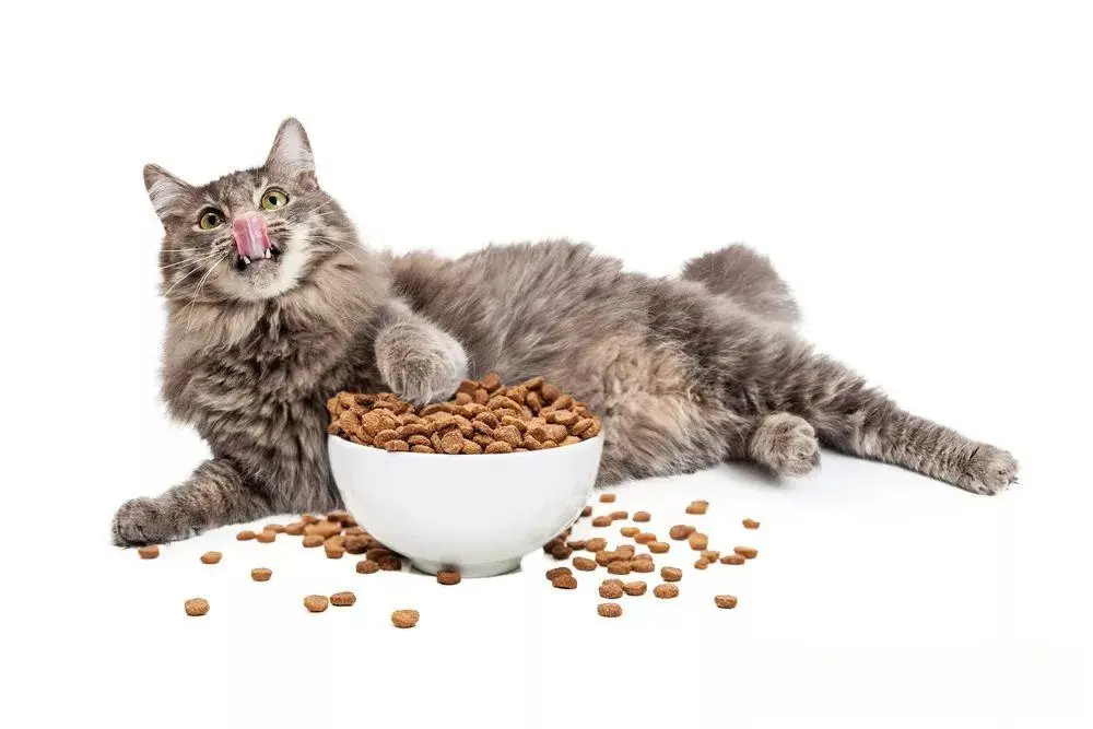 科学的给主子更换猫粮：宠物专家建议逐步过渡