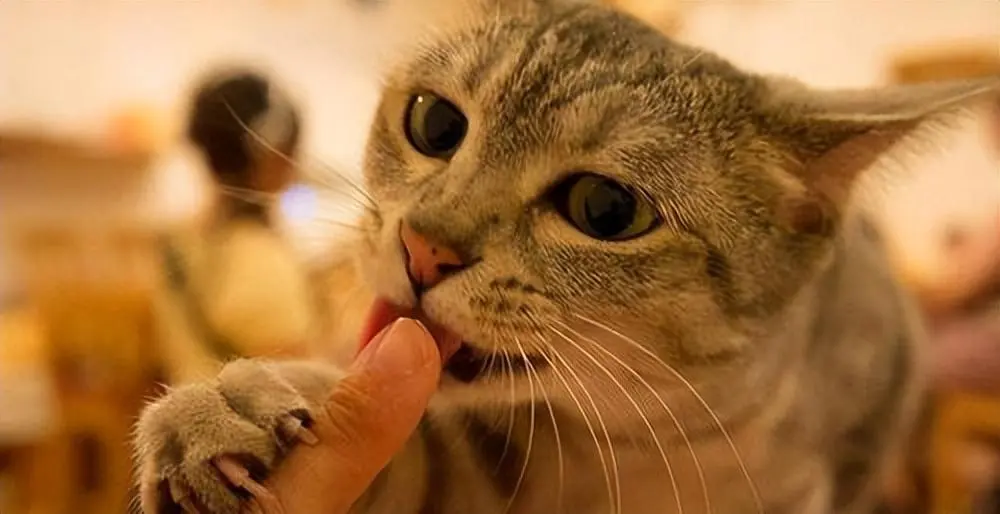 猫咪喜欢“咬人手”的原因有多残酷，为何猫咪会咬主人手？