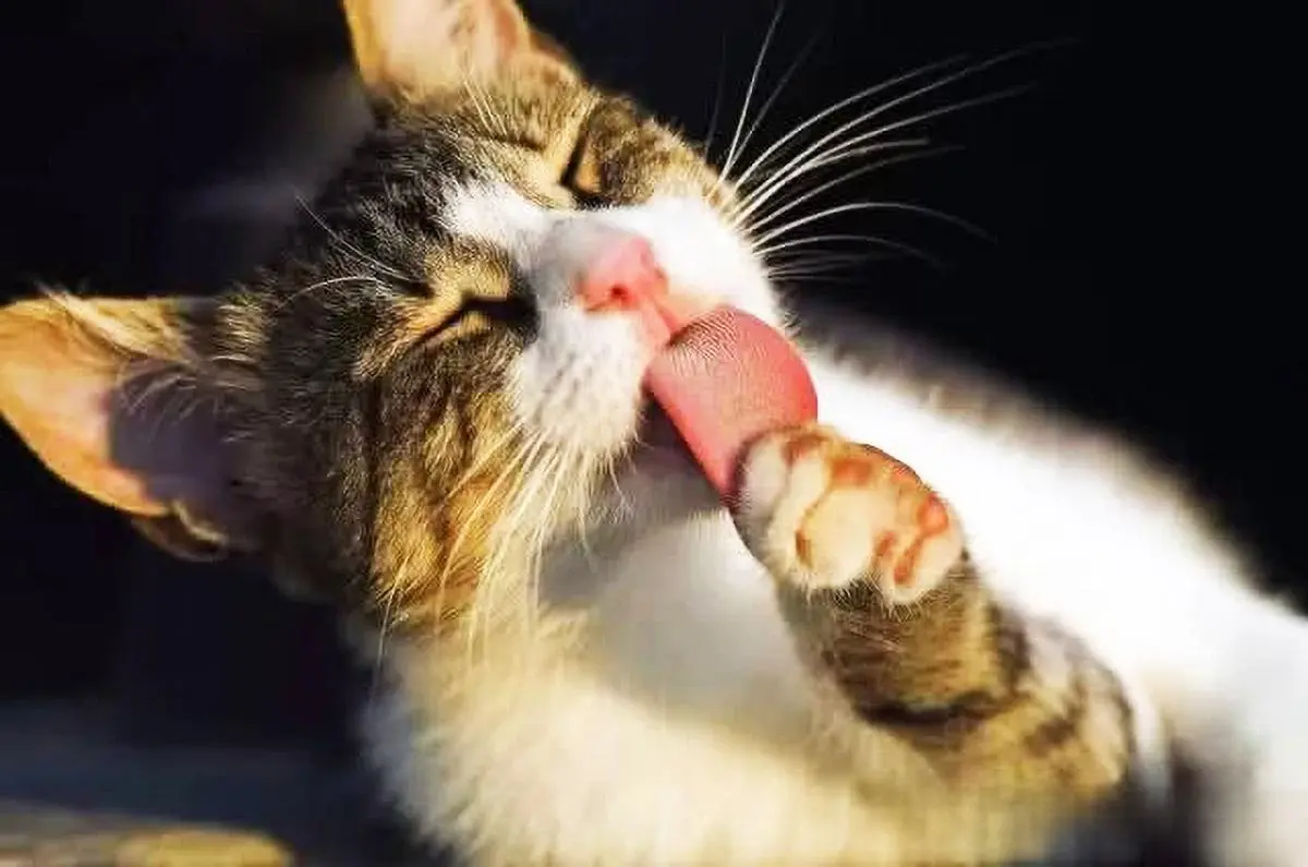 关于猫爪的10 个有趣事实：证明了猫的身体部位有多么神奇