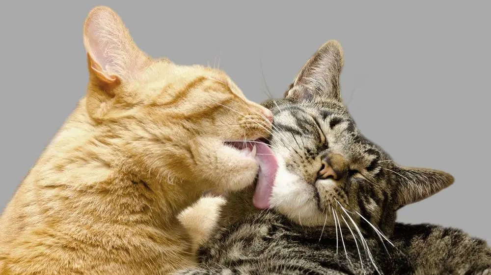 猫可以是同性恋、双性恋还是泛性恋吗？