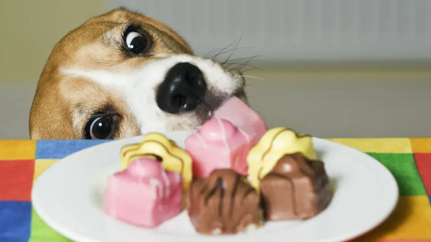 有些食物形同“烂胃王”，狗狗长期吃，会加重肠胃负担
