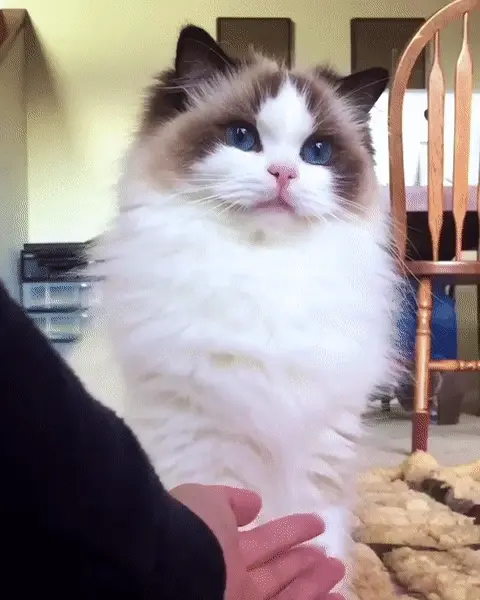 建议你养一次布偶猫，它真的能让你着迷！