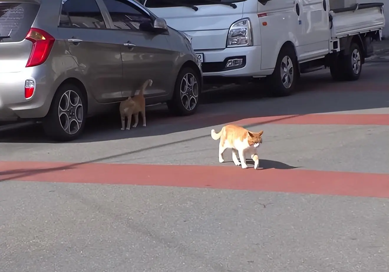 流浪猫每个白天都很困，一进餐厅，就四仰八叉地往地上一躺