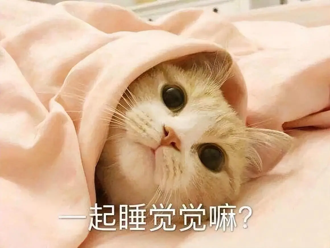 千万不要让猫咪上床睡觉，原因太真实了！如何训练猫咪不上床？