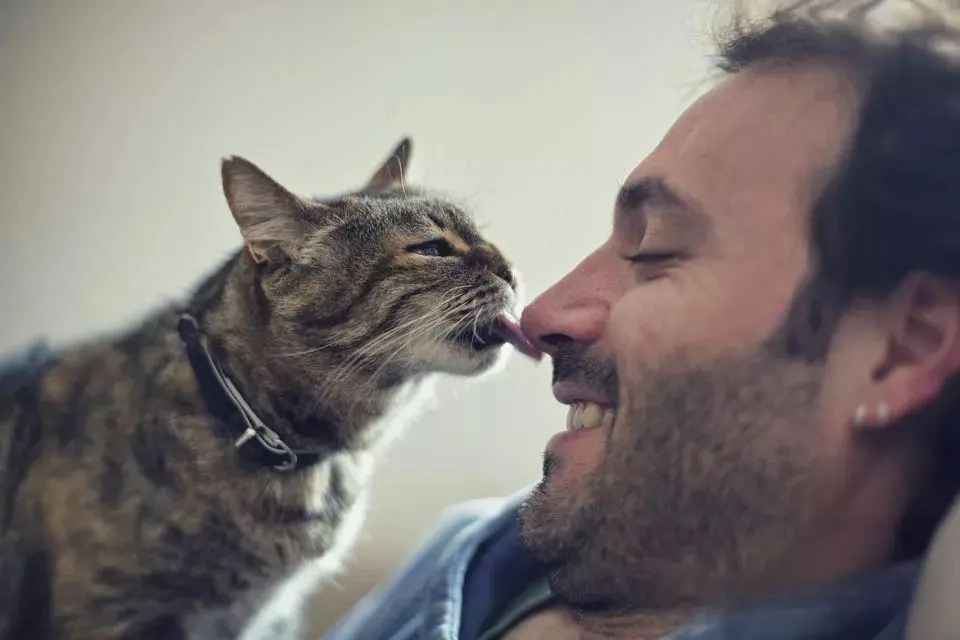 你的猫喜欢并理解主人的亲吻吗？肢体语言和行为意味着什么很重要