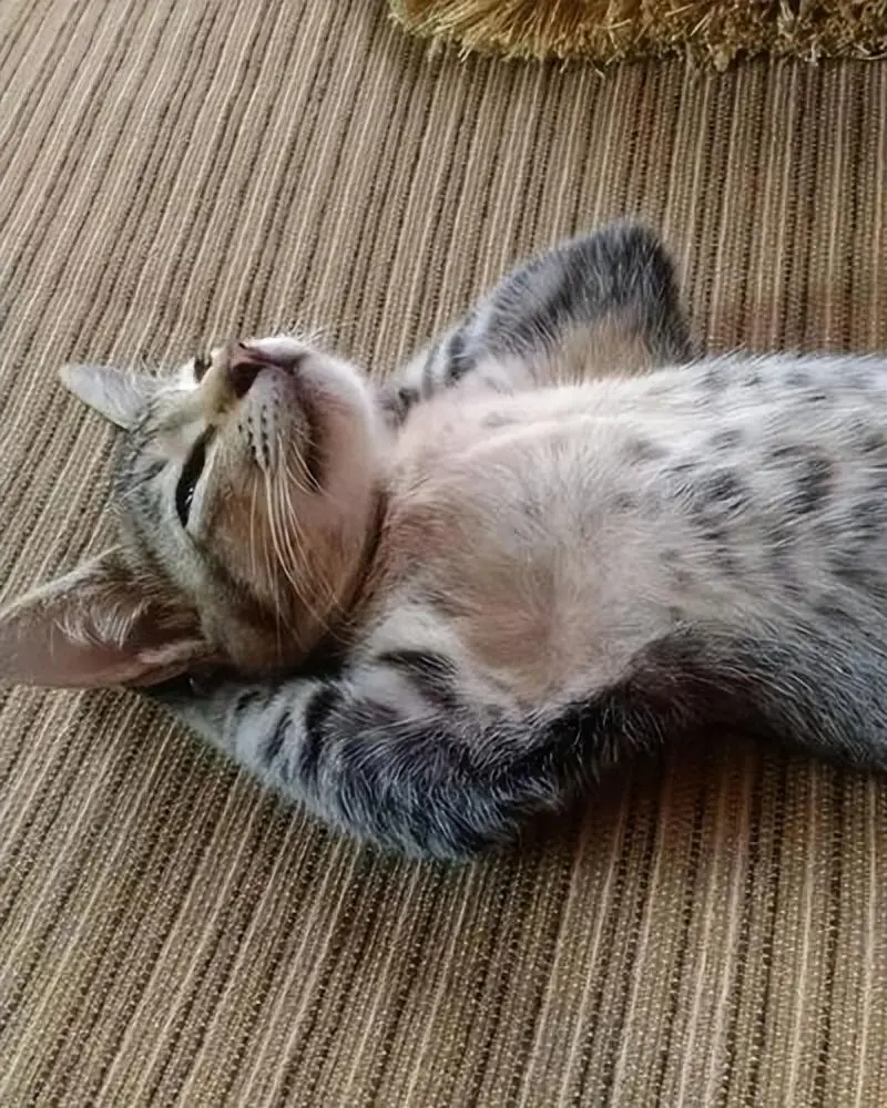晒一晒猫咪的神仙睡姿！只有你想不到的，没有猫咪做不出的姿势！