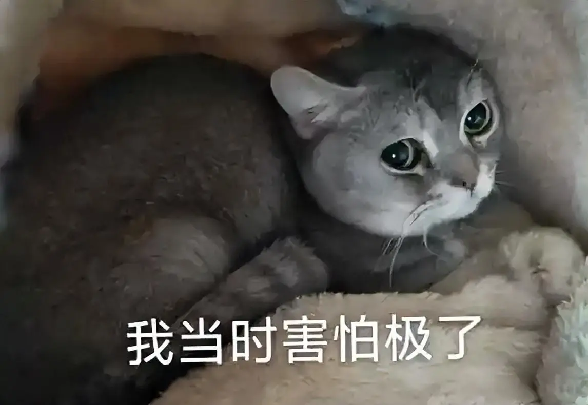 猫“应激”怎么办？这5招可以帮你有效缓解它们的"应激"状态