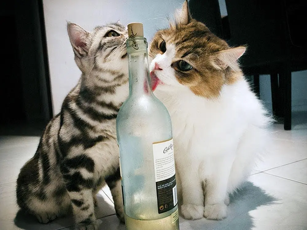 猫咪不是什么水都能喝，下面这5种水猫咪就不能喝