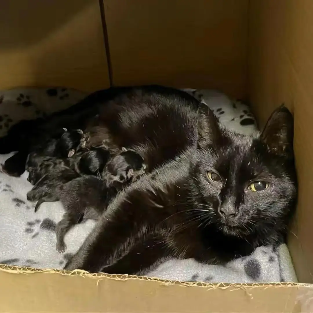 怀孕的黑猫“雷恩”，被人类伤害了，它依然选择相信人类！