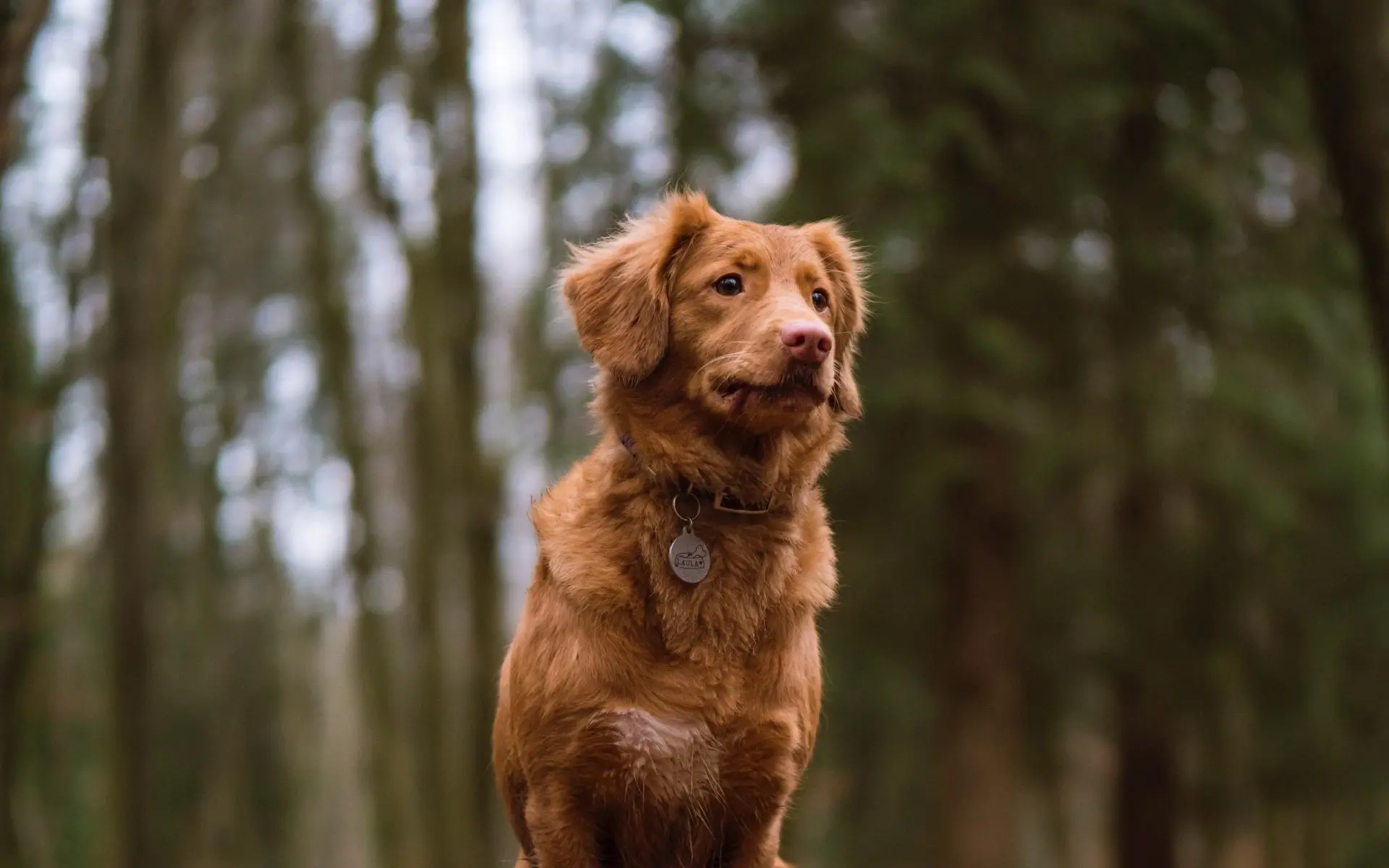 “有灵性”的狗会有这6种表现，你家的狗狗有灵性吗？