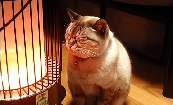 冬天来了，猫咪“怕冷”的迹象，主人别忽视了，要给它做好保暖工作