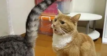 当猫咪翘起屁股对着主人时，是一种信任的象征！专家解释背后原因