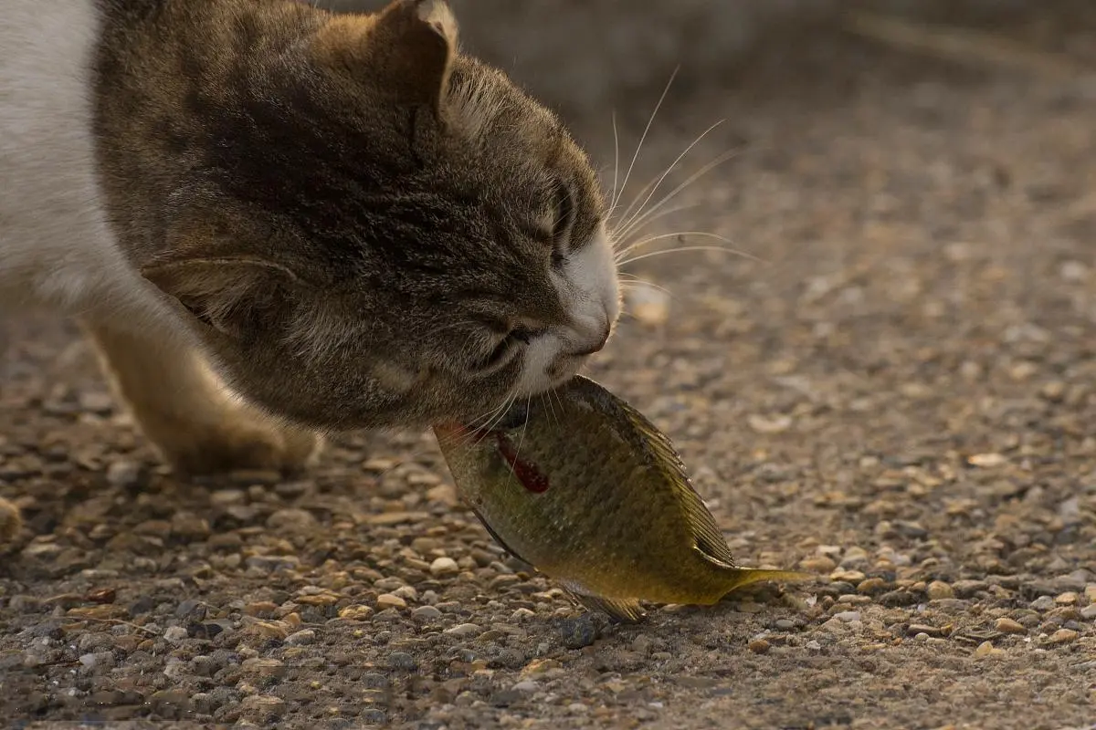 猫喜欢吃鱼是有科学道理的，鱼肉对猫来说是不错的食物