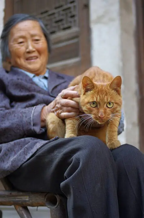“老年人”养猫的5大好处，网友纷纷表示:立马安排起来！