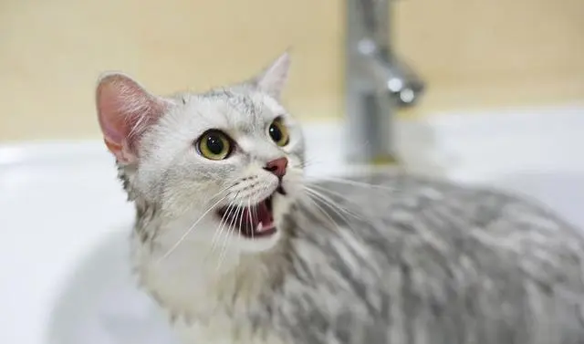 新手如何给猫洗澡？推荐使用以下分步指南