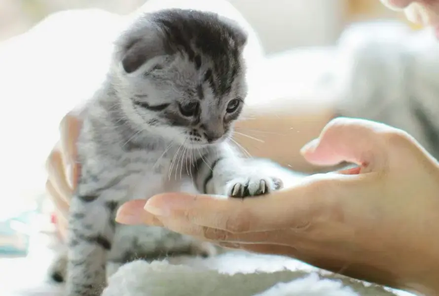 猫咪喜欢把脚放在你的手上，不只是爱你，还有这些原因