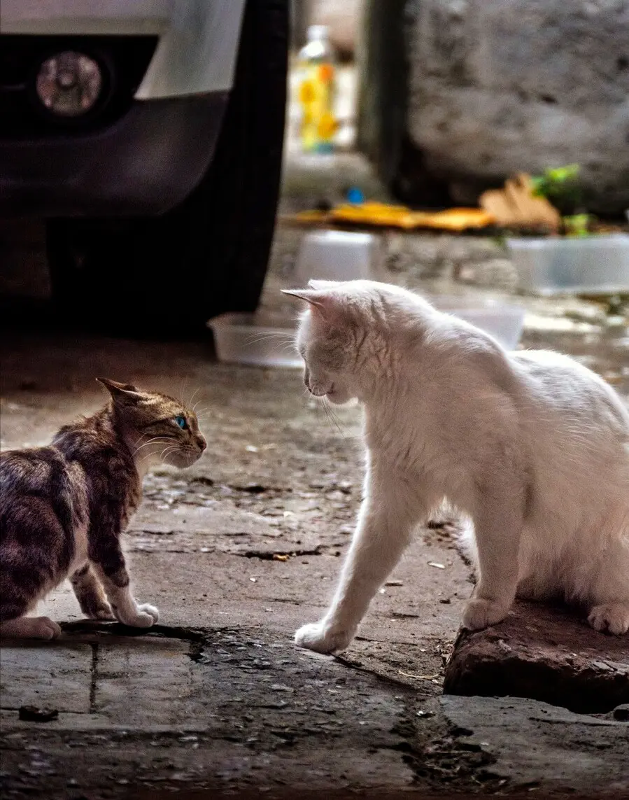 猫咪之间都会出现“打架”的情况，虽然看起来很淘气，但原因也很多