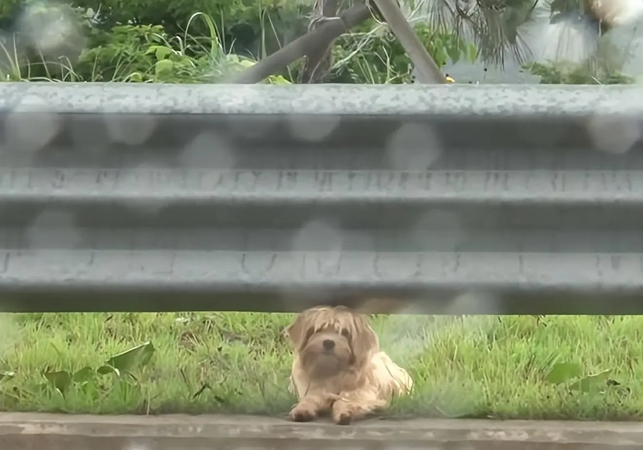 狗狗在公路边游荡一个月，查看每一辆路过的黑车，不会接近其他汽车