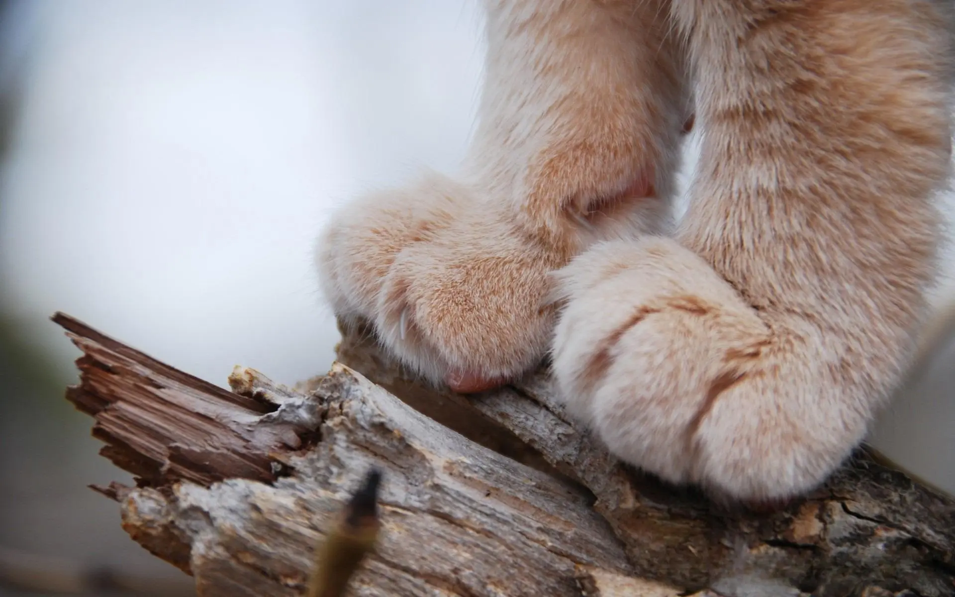 关于猫爪的9个有趣的事实，猫的身体部位是多么的神奇
