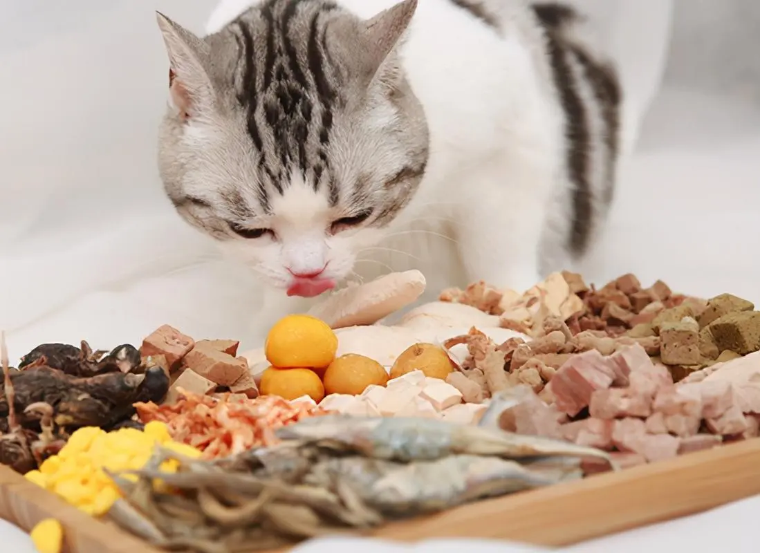 美短猫“嘴挑”怎么办？不爱吃猫粮的情况出现，这些办法可以尝试一下
