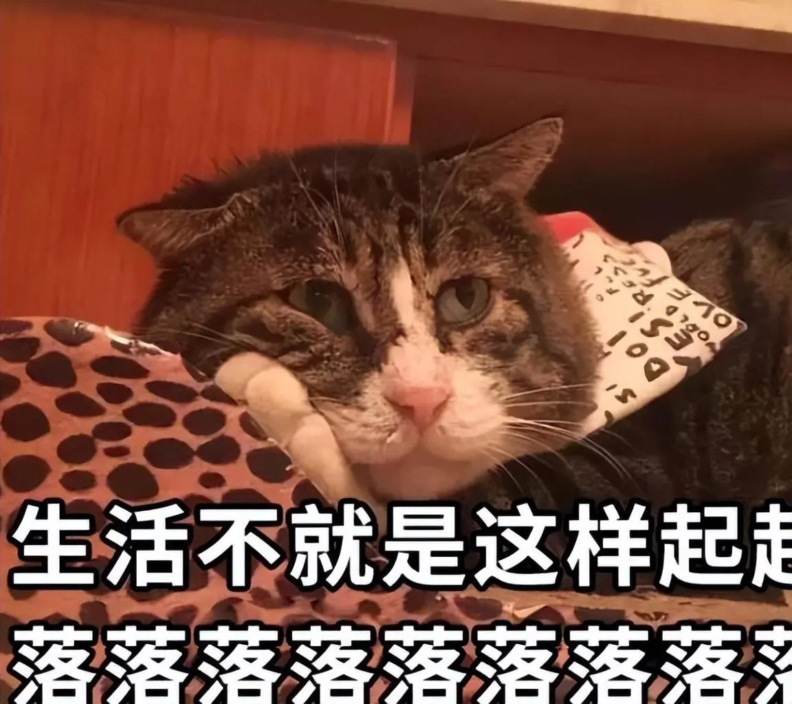 这8种猫养起来不怎么花钱，简称“省钱小能手”