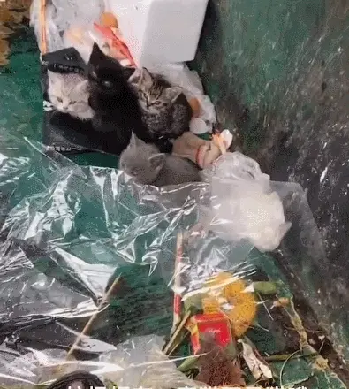 男子丢垃圾时发现4只流浪猫，耗时5天，给猫咪做“豪华猫窝”