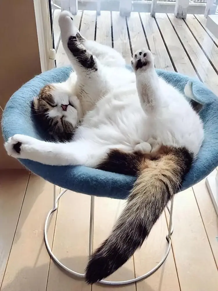 晒一晒猫咪的神仙睡姿！只有你想不到的，没有猫咪做不出的姿势！