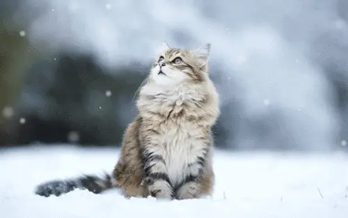 如何在寒冷的冬季保护猫咪？