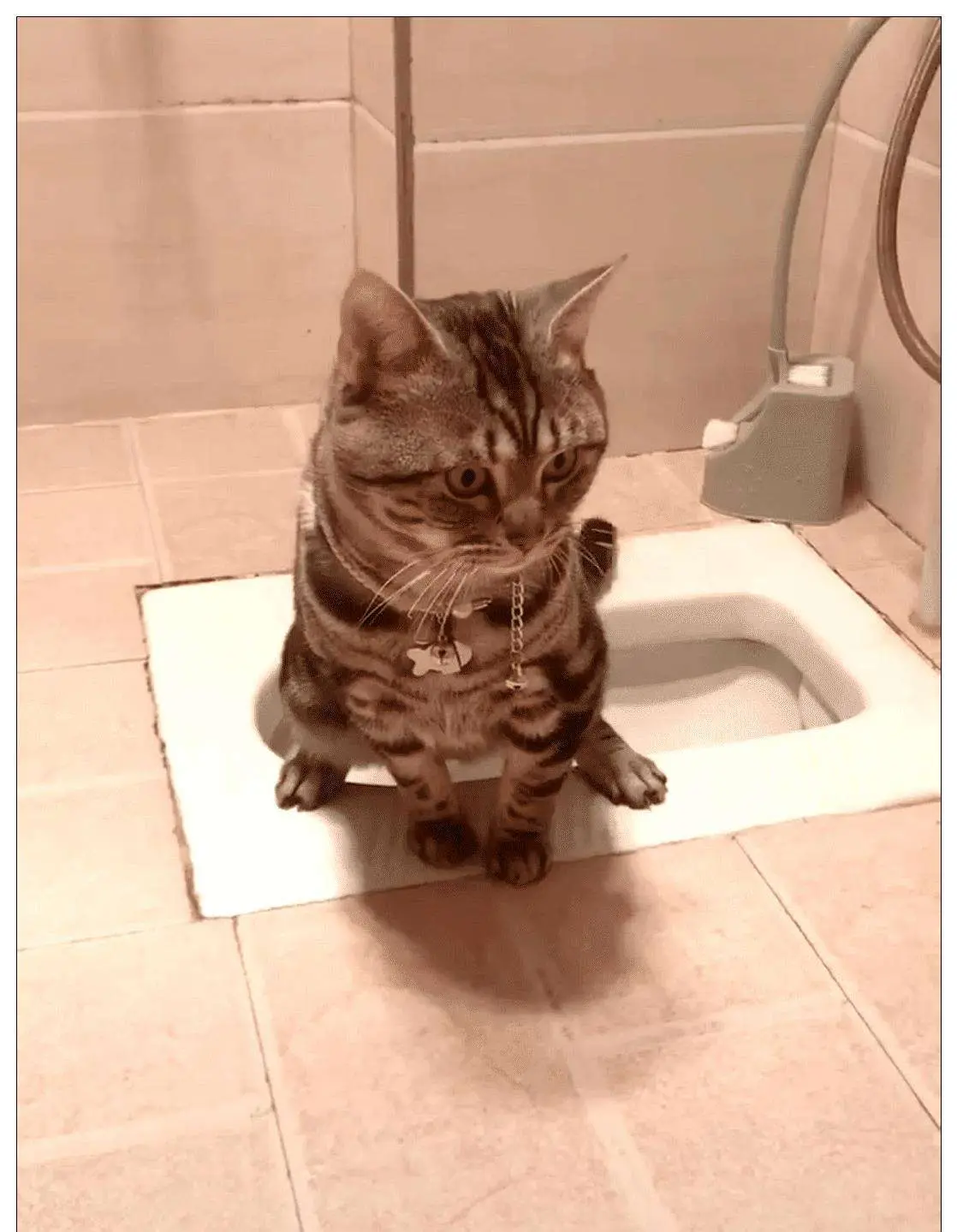 为何猫咪喜欢“偷看你上厕所”？其实背后有这些含义