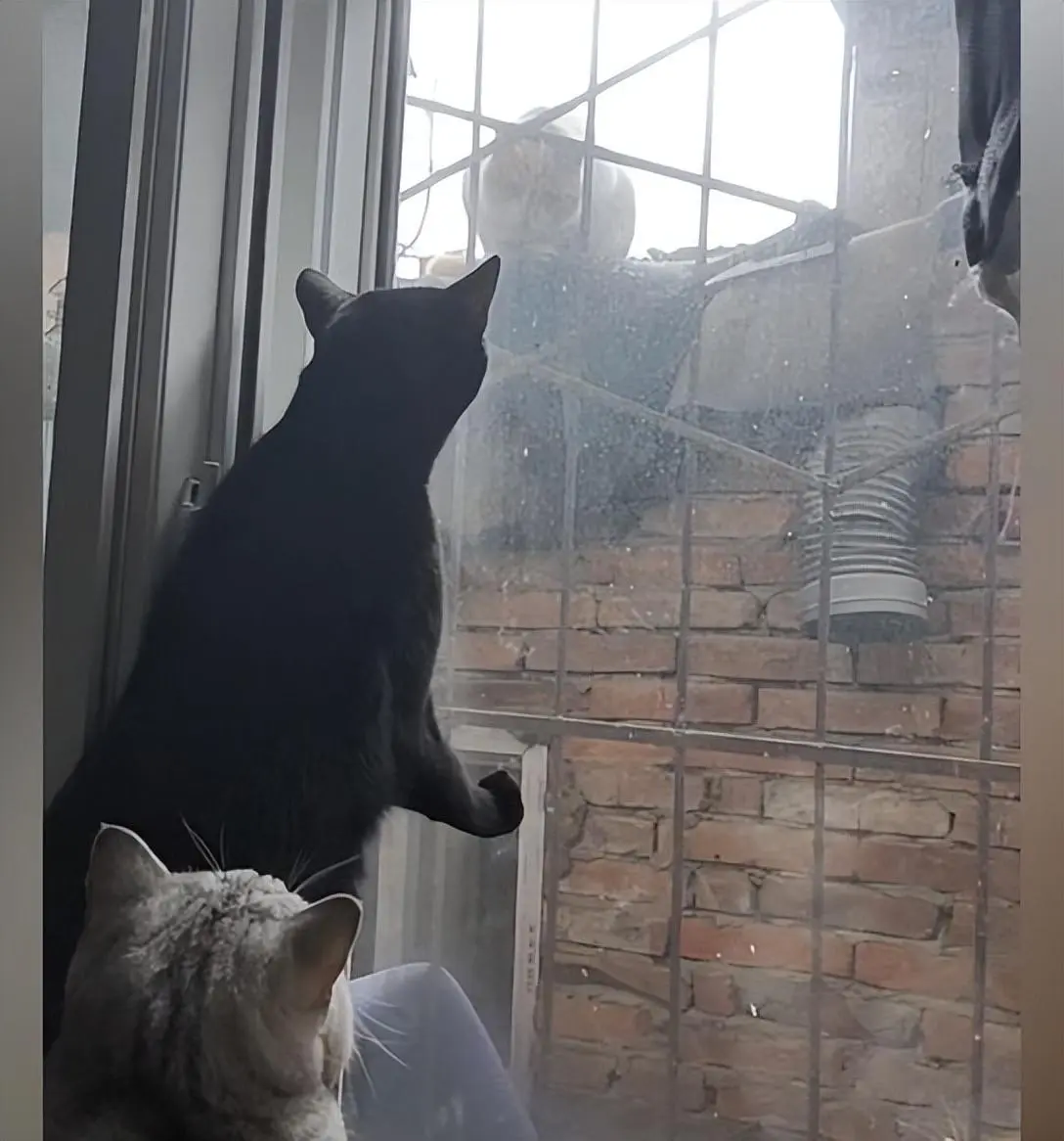 3只猫挤在窗边“看热闹”，经常投喂的流浪猫找上门来