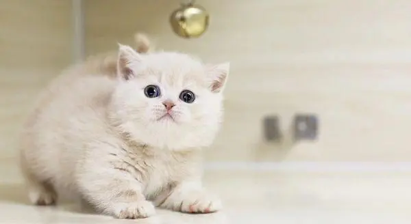 曼基康猫虽可爱但不被认可：寿命短， 易患关节炎，椎间盘疾病等多种疾病