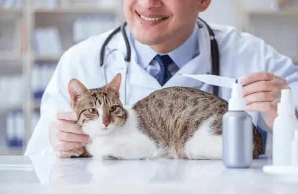5种最常见的小猫疾病解析，帮助铲屎官做好应对