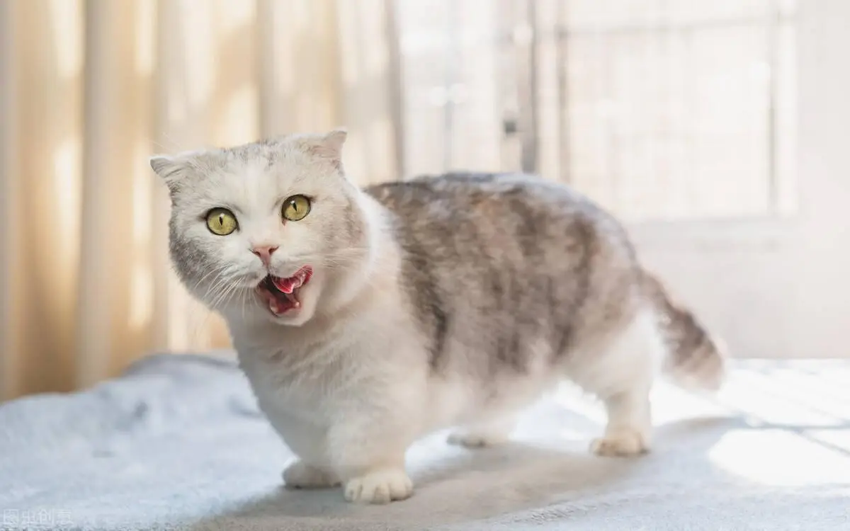 曼基康猫虽可爱但不被认可：寿命短， 易患关节炎，椎间盘疾病等多种疾病