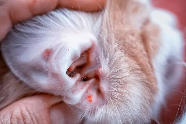 5种最常见的小猫疾病解析，帮助铲屎官做好应对